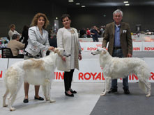 INTERNATIONAL DOGSHOW ALESSANDRIA