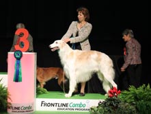 INTERNATIONAL DOGSHOW to VARESE (Italy)