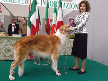 INTERNATIONAL DOGSHOW