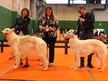 INTERNATIONAL DOGSHOW to SEMPETER (Slovenia)