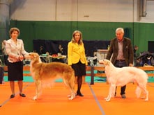 INTERNATIONAL DOGSHOW to VRTOJBA (Slovenia)