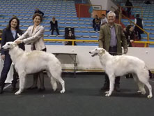 INTERNATIONAL DOGSHOW