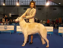 INTERNATIONAL DOGSHOW