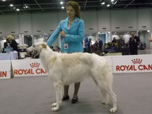 INTERNATIONAL DOGSHOW