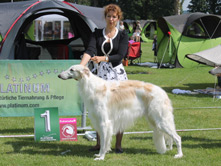 DONAUESCHINGEN SIGHTHOUND FESTIVAL CLUB SHOW