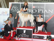 INTERNATIONAL DOGSHOW to TORINO - Italy