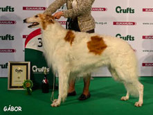 DOGSHOW to CRUFTS 2015 - Birmingam (UK)