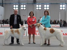 INTERNATIONAL DOGSHOW to MONTICHIARI - Italy