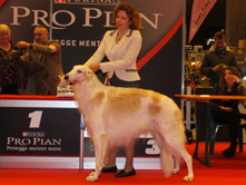 INTERNATIONAL DOGSHOW to SANREMO