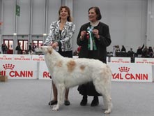 INTERNATIONAL DOGSHOW- Reggio Emilia