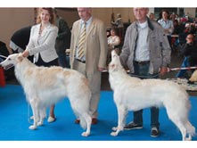 INTERNATIONAL DOGSHOW to SAN MARINO (RSM)