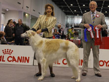 INTERNATIONAL DOGSHOW to VERCELLI (Italy)