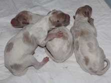 LITTER 31.03.2015