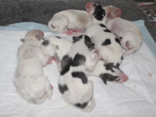 LITTER 31.03.2015
