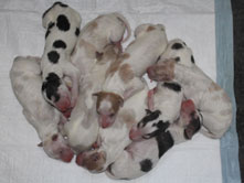 LITTER 31.03.2015