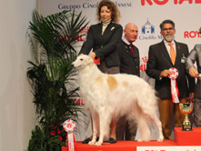 INTERNATIONAL DOGSHOW to MILANO - Italy