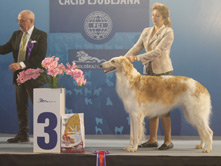 INTERNATIONAL DOGSHOW to LJUBLJANA - Slovenia