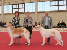 INTERNATIONAL DOGSHOW to REGGIO EMILIA - Italy